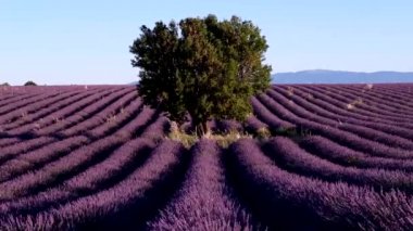 Lavanta Yaylası Valensole alanında