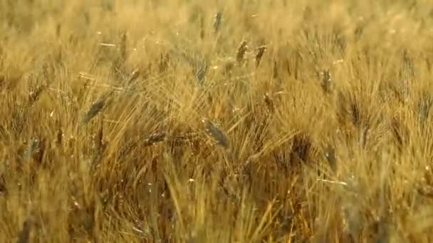 Blé mûr balançant dans le vent — Video