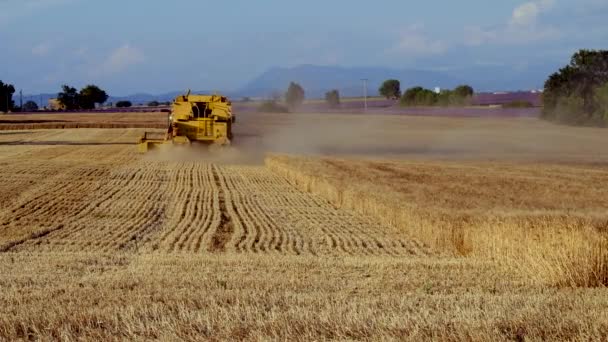 Cosechadora recoge la cosecha de trigo — Vídeo de stock