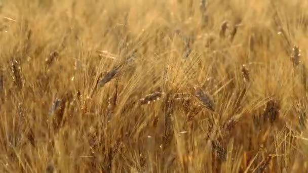 Зрелая пшеница качается на ветру — стоковое видео