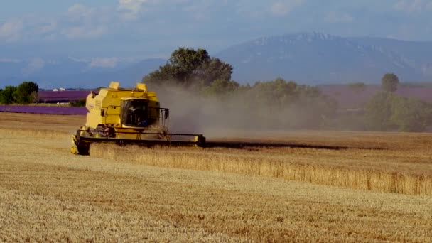 Harvester verzamelt de tarwe-oogst — Stockvideo