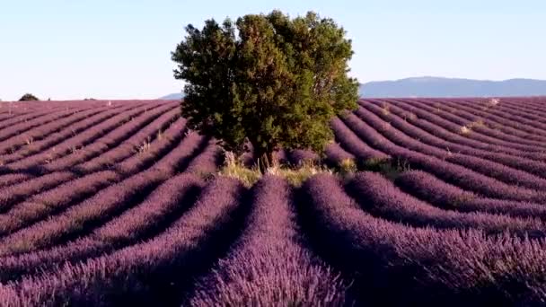 Лавандовое поле на плато Валенсоле — стоковое видео