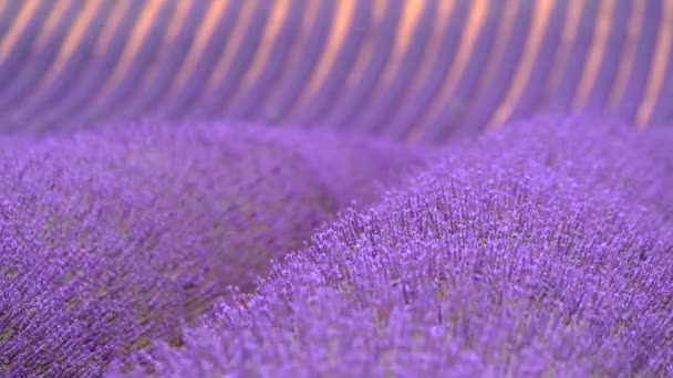Bloeiende lavendel in een veld — Stockvideo