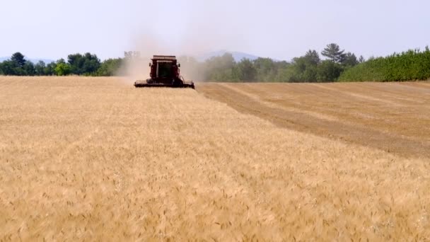 ハーベスタ収集小麦の収穫 — ストック動画