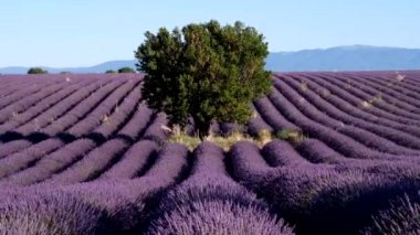 Lavanta Yaylası Valensole alanında