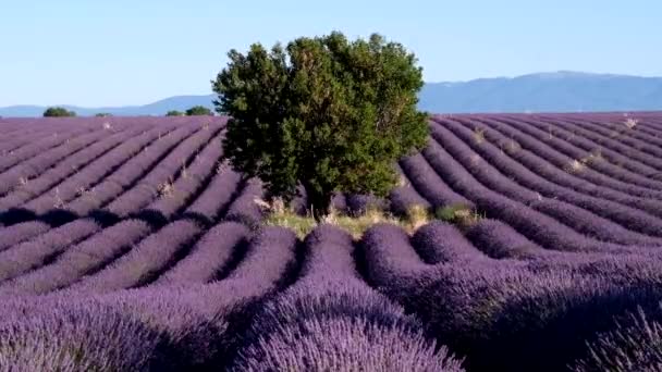 Lavender field in plateau Valensole