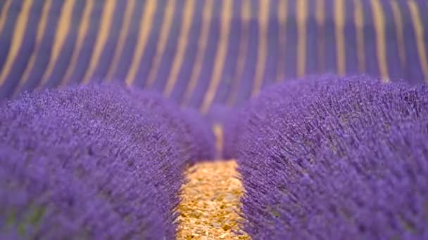 Blooming lavender in a field — Stock Video