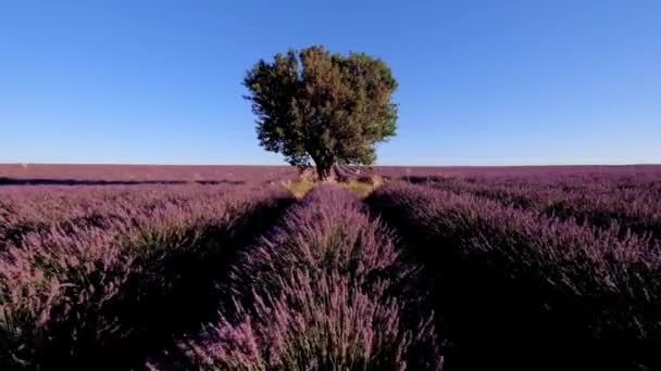 Lavender field in plateau Valensole — Stock Video