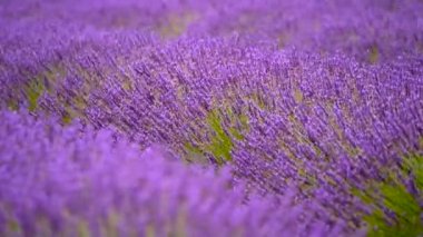 Bir alanda çiçek açan lavanta