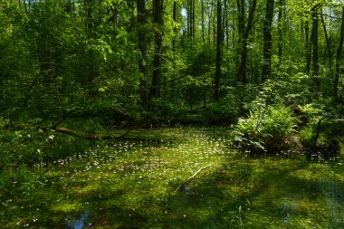 Glade yeşil ormanın içinde