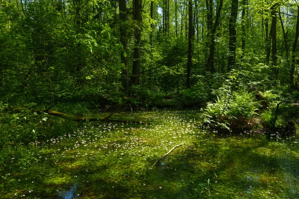 Glade yeşil ormanın içinde
