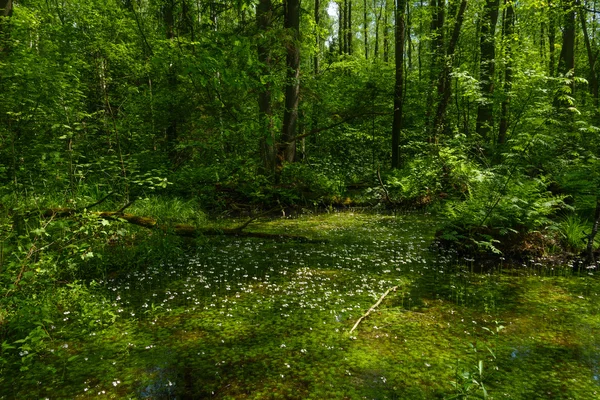 Glade dans la forêt verte — Photo