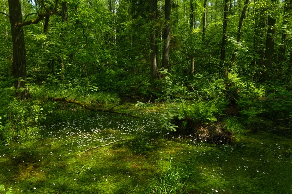 Glade in het groene woud — Stockfoto