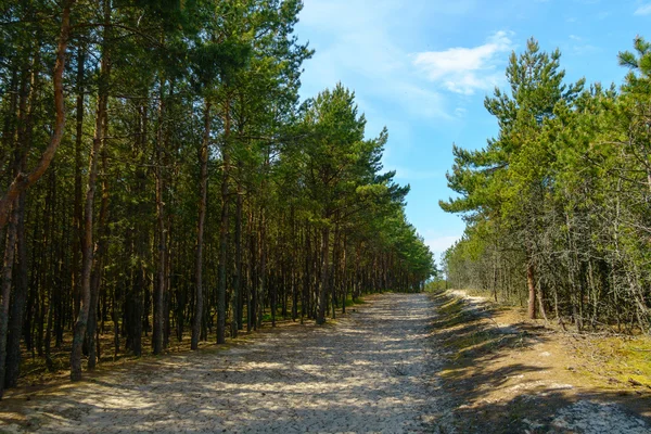 Dennenbos op de duinen — Stockfoto