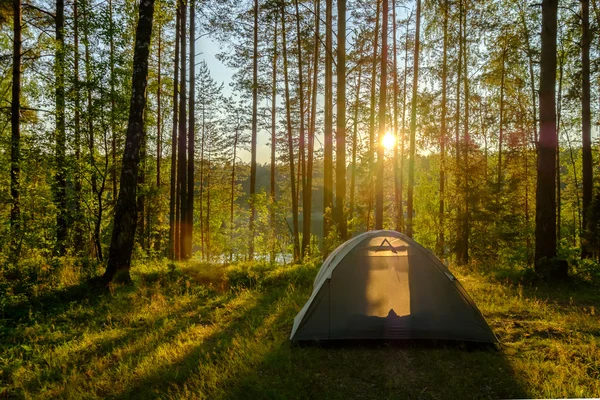 Tent in a pine forest — Stock Photo, Image