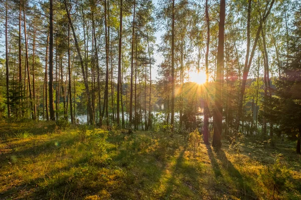 Borový les při západu slunce — Stock fotografie