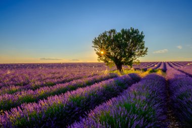 Lavanta alan günbatımında ağacında