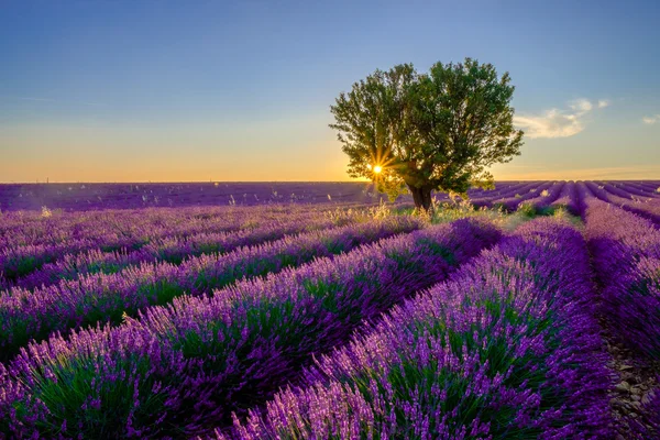 Tree in lavender field at sunset — Stock Photo, Image