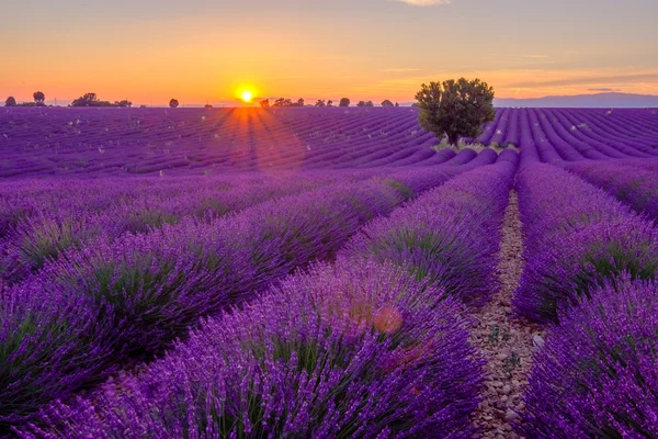Boom in Lavendel veld bij zonsondergang — Stockfoto