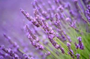Bir alanda çiçek açan lavanta
