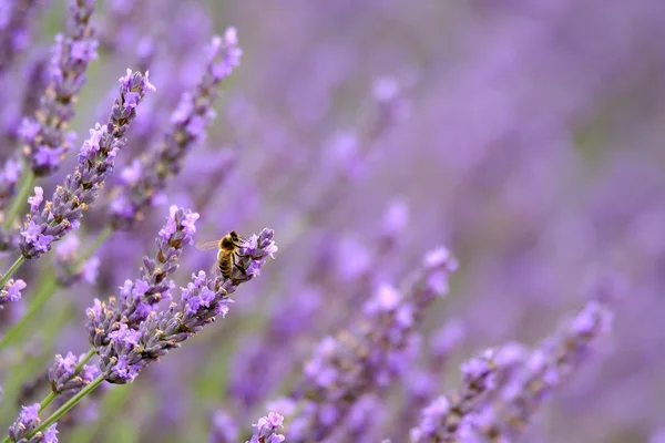 Blühender Lavendel auf einem Feld — Stockfoto