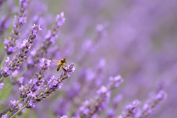 Blühender Lavendel auf einem Feld — Stockfoto