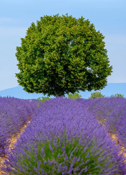 Lawenda pole w płaskowyżu Valensole — Zdjęcie stockowe