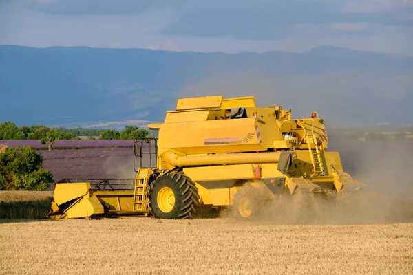 Harvester gathers the wheat crop — Stock Photo, Image