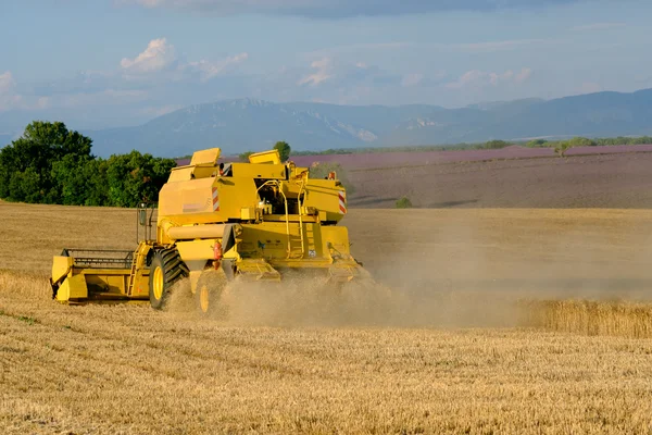 Harvester gathers the wheat crop — Stock Photo, Image