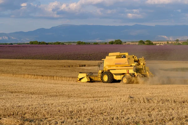 Harvester gathers the wheat crop — Stock Photo, Image