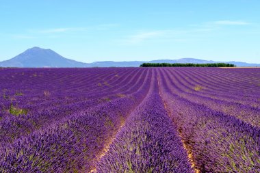 Lavanta Yaylası Valensole alanında