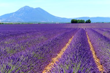 Lavanta Yaylası Valensole alanında
