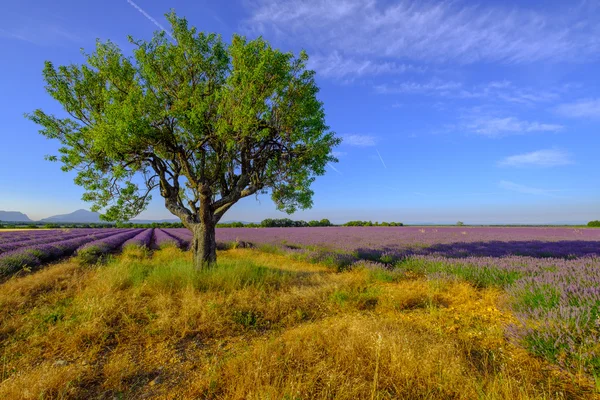 Tree in a field at Provence — Stock Photo, Image