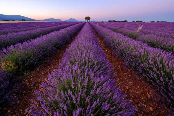 Boom in Lavendel veld bij zonsondergang — Stockfoto