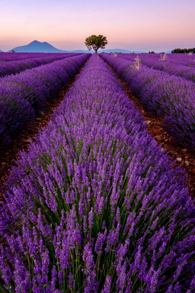 Tree in lavender field at sunset — Stock Photo, Image