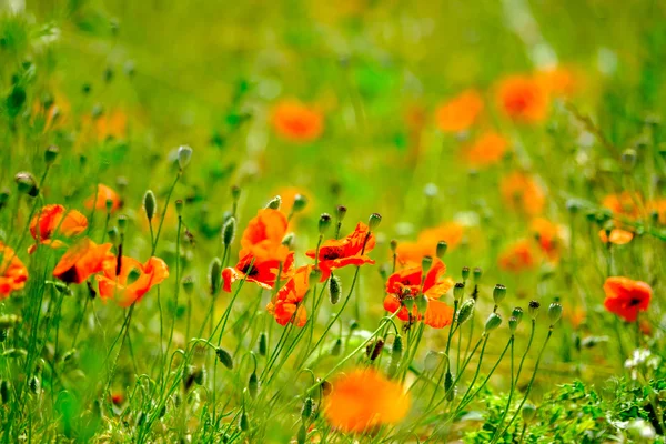 Poppy meadow at summer — Stock Photo, Image