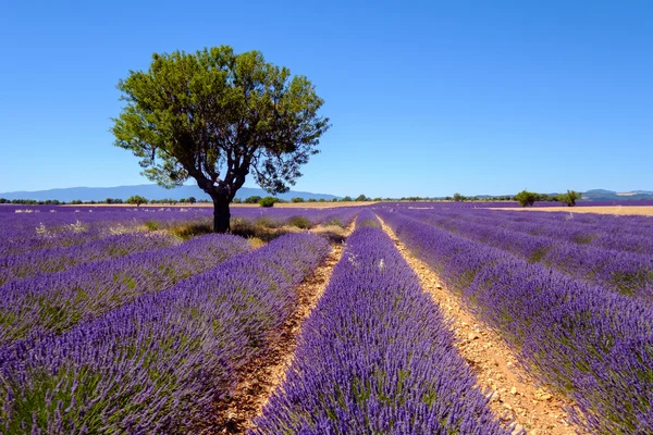 Levandulová pole v plošině Valensole — Stock fotografie