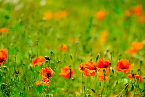 Poppy meadow at summer — Stock Photo, Image