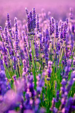 Bir alanda çiçek açan lavanta