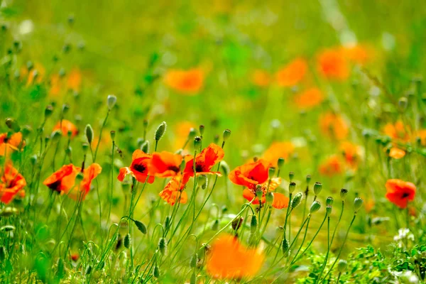 Prairie de pavot à l'été — Photo