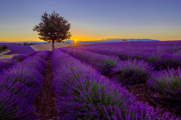 Tree in lavender field at sunset