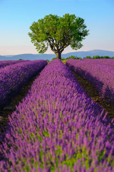 Levandulová pole v plošině Valensole — Stock fotografie