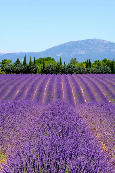 Lavender field in plateau Valensole Stock Image