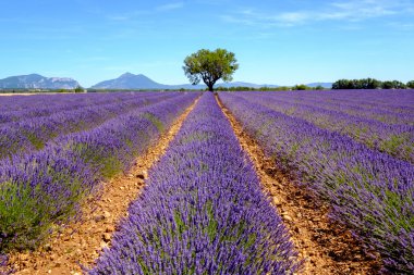 Lavanta Yaylası Valensole alanında