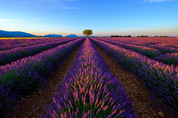 Árvore no campo de lavanda ao pôr do sol — Fotografia de Stock