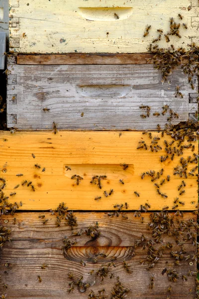Bees in a hive at Provence — Stock Photo, Image