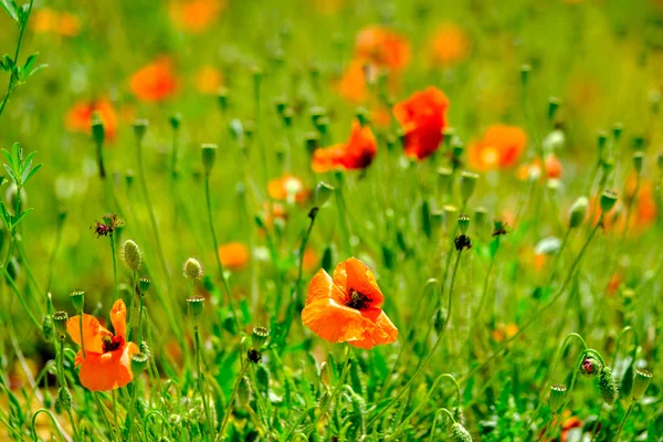 Poppy meadow at summer — Stock Photo, Image