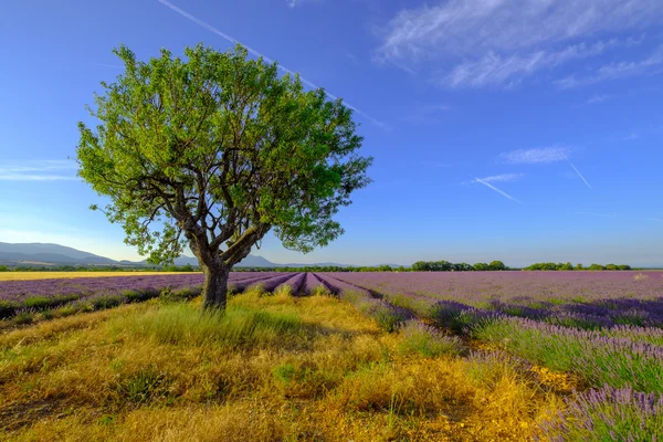 Albero in un campo in Provenza — Foto Stock