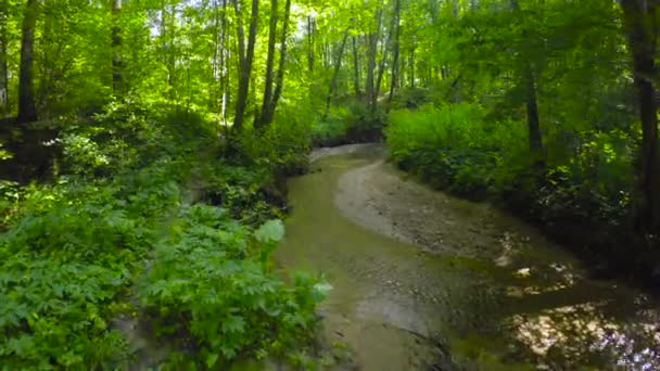 Arroyo en un bosque de verano — Vídeos de Stock