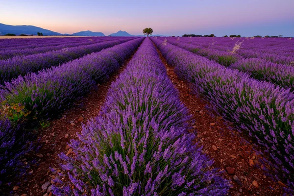 Tree in lavender field at sunset — Stock Photo, Image